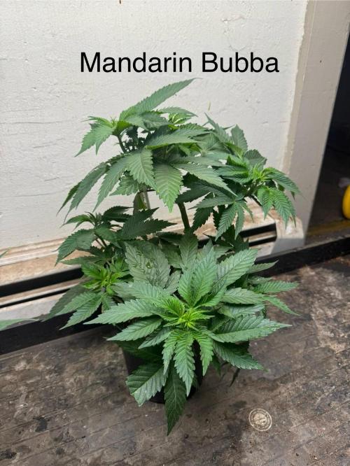 CBD & Ethos Run Under Mars Hydro LED. Week 9 - Smells pungent, like you boiled a pot of clementine peels and garlic skins