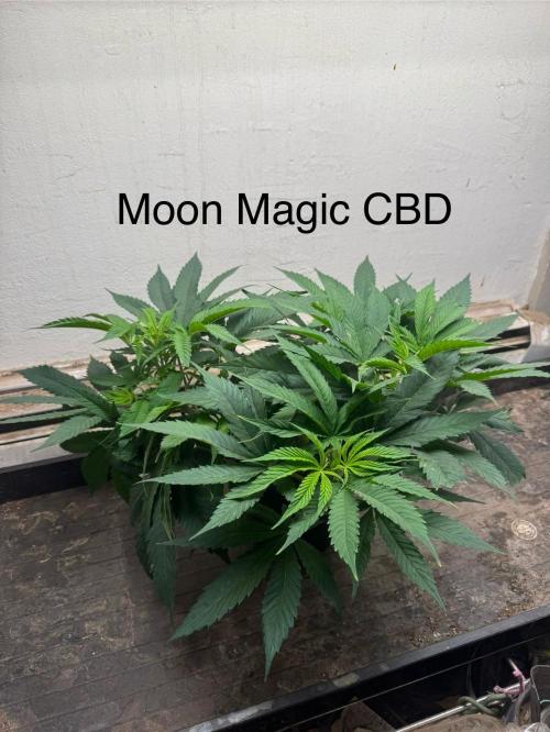 CBD & Ethos Run Under Mars Hydro LED. Week 9 - Smells very herbal/medicinal, sort of a sage-y basil-y vibe when brushed against