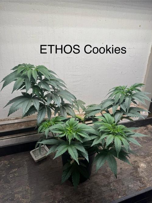 CBD & Ethos Run Under Mars Hydro LED. Week 9 - Also pungent, sulfur-y piney-ness