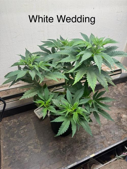 CBD & Ethos Run Under Mars Hydro LED. Week 9 - Sulfury and medicinal, like onions and basil/turpentine