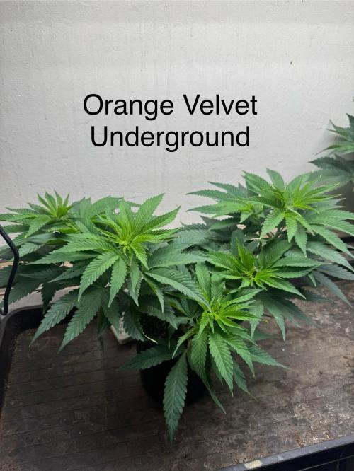 CBD & Ethos Run Under Mars Hydro LED. Week 9 - Very, very noticeably orange, like a clementine peel with a hint of turpentine