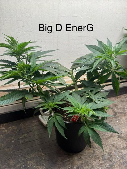 CBD & Ethos Run Under Mars Hydro LED. Week 9 - One of the more prominently garlicky ones from the get-go, over an herbal scent