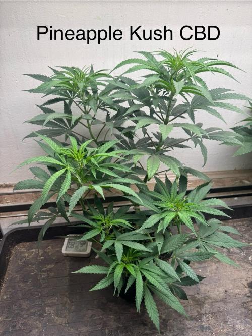 CBD & Ethos Run Under Mars Hydro LED. Week 9 - More on the herbal side, approaches fruity at the end of the inhale