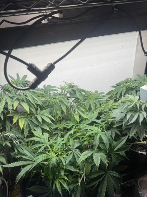 CBD & Ethos Run Under Mars Hydro LED. Week 10