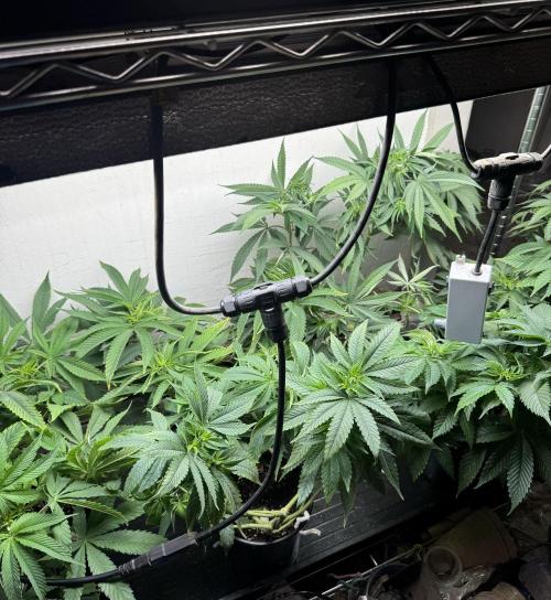 CBD & Ethos Run Under Mars Hydro LED. Week 10