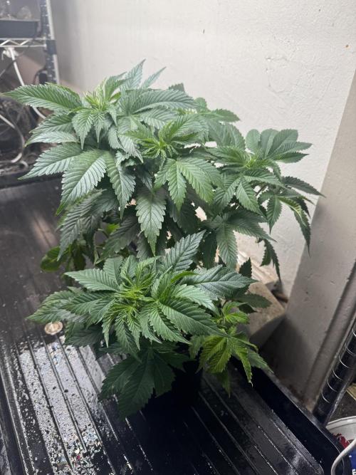 CBD & Ethos Run Under Mars Hydro LED. Week 10