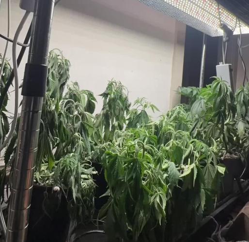 CBD & Ethos Run Under Mars Hydro LED