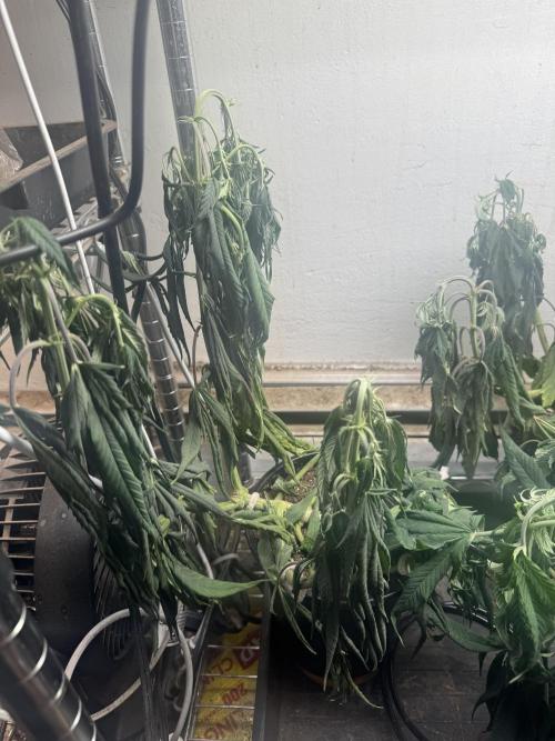 CBD & Ethos Run Under Mars Hydro LED. Week 10