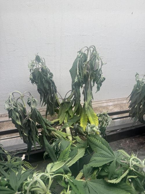 CBD & Ethos Run Under Mars Hydro LED. Week 10