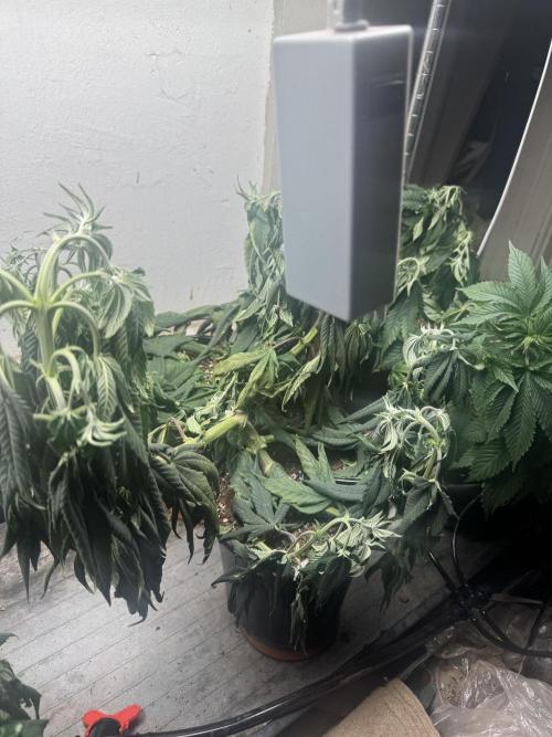 CBD & Ethos Run Under Mars Hydro LED. Week 10