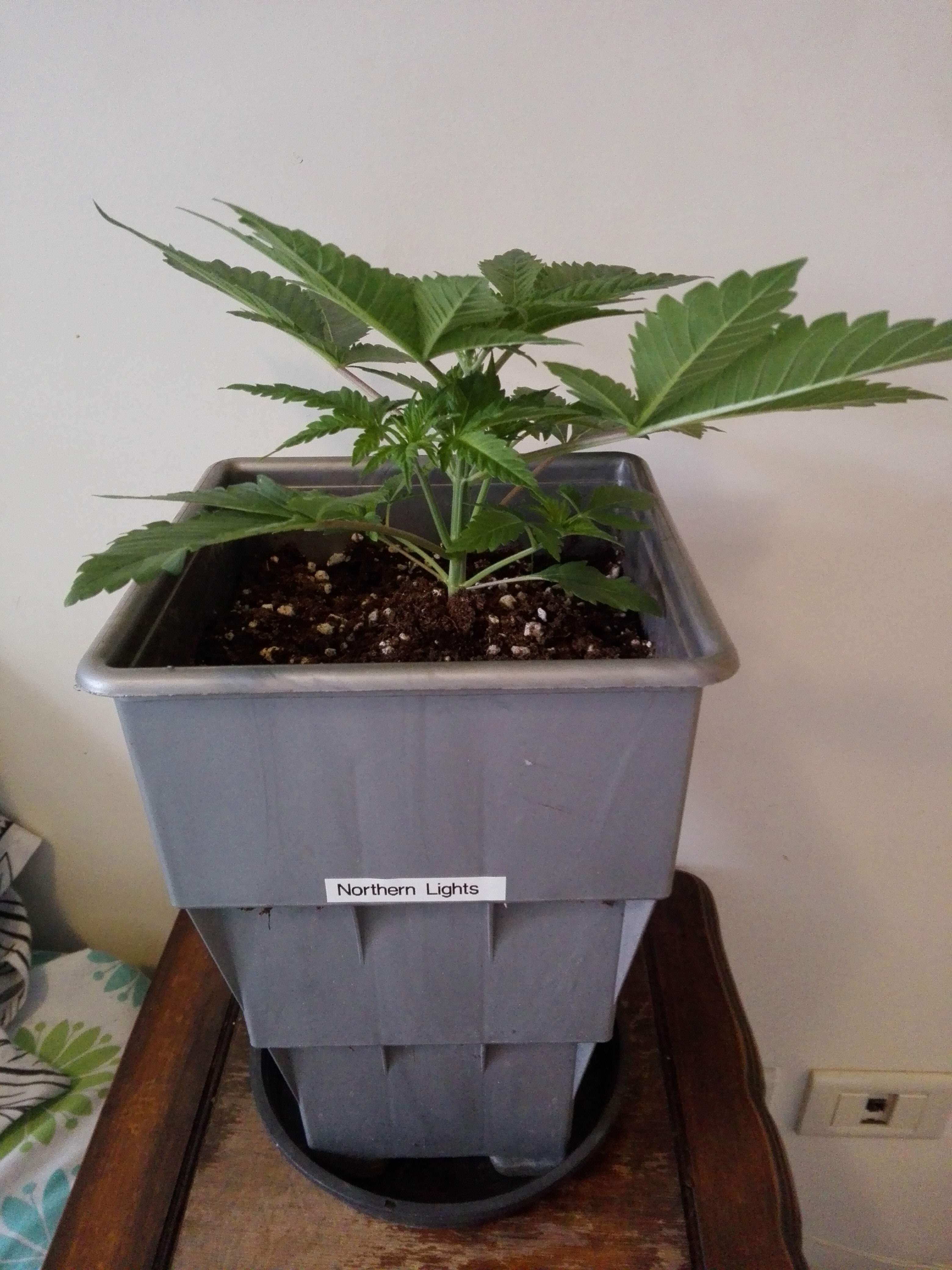 Nirvana Northern Light grow diary (journal) week4 by plater GrowDiaries