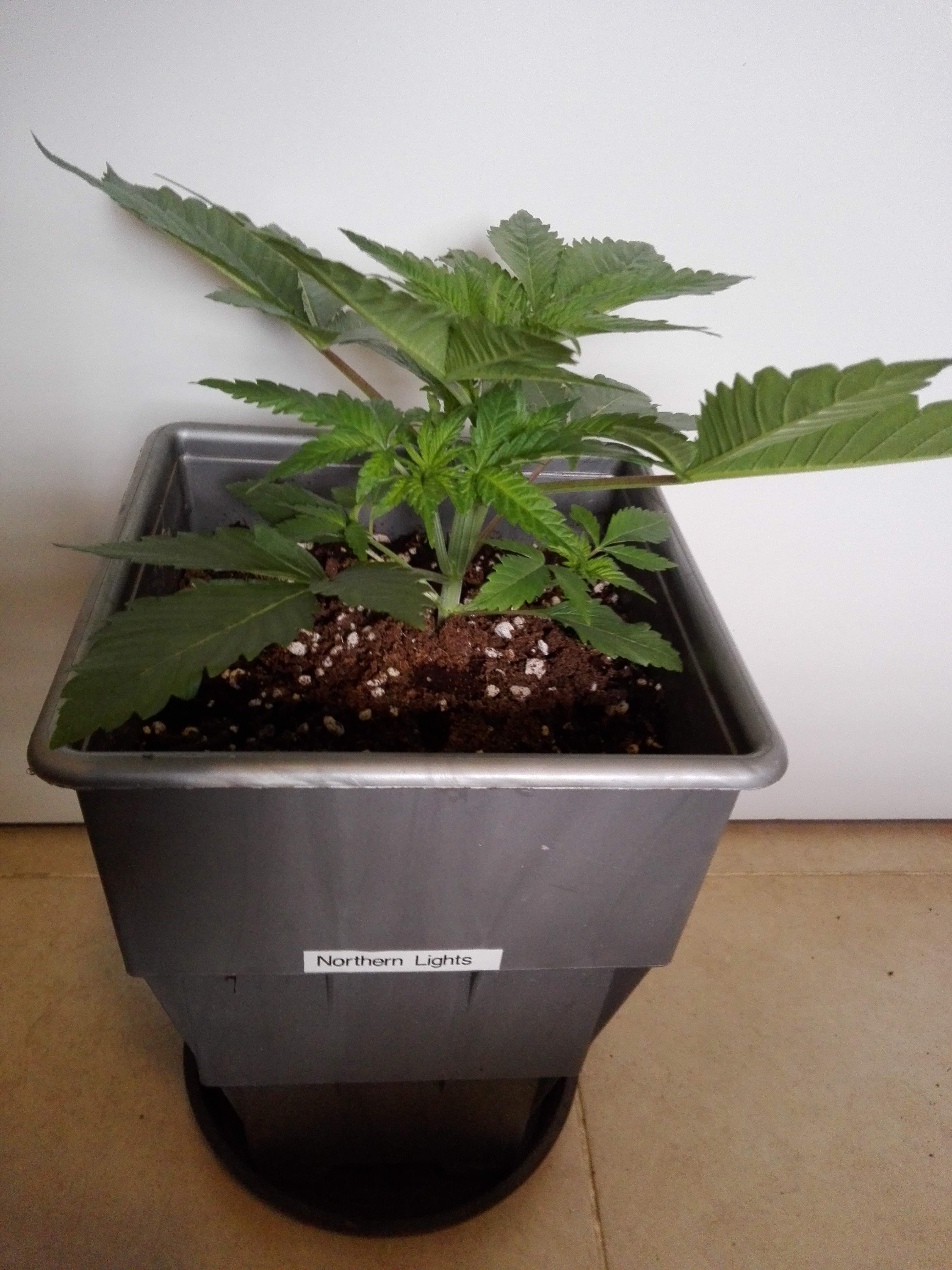 Nirvana Northern Light grow diary (journal) week4 by plater GrowDiaries