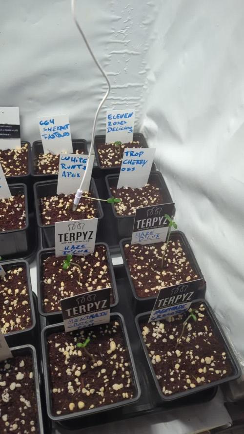 Menza de Croco Fem - TerpyZ