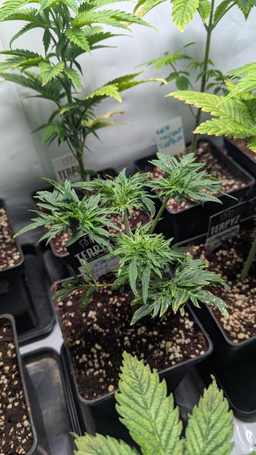 Menza de Croco Fem - TerpyZ. Week 4