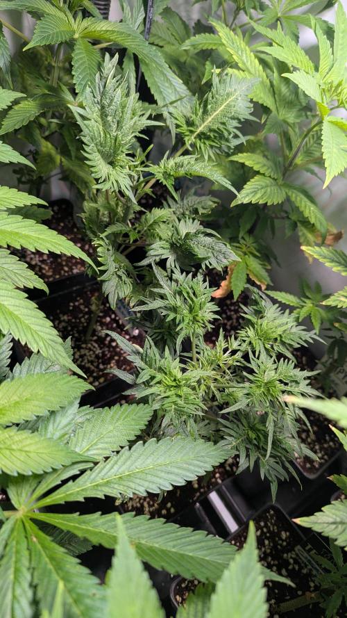 Menza de Croco Fem - TerpyZ. Week 6