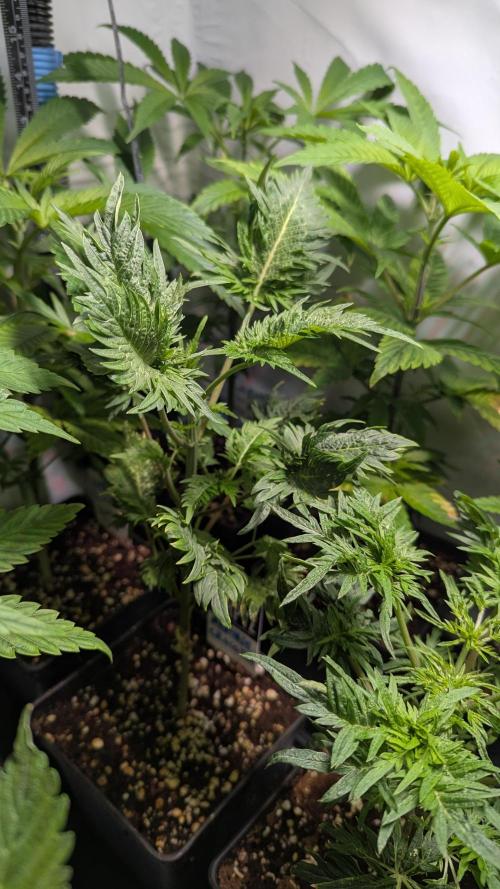 Menza de Croco Fem - TerpyZ. Week 6