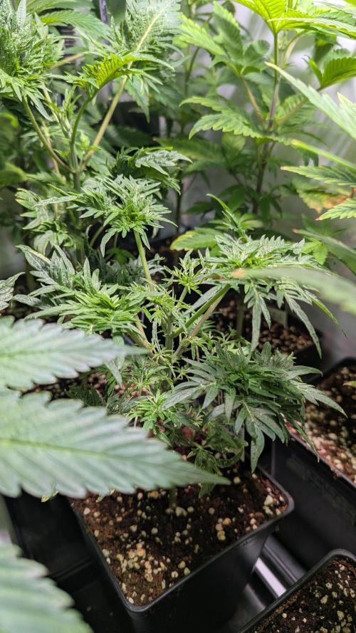 Menza de Croco Fem - TerpyZ. Week 6