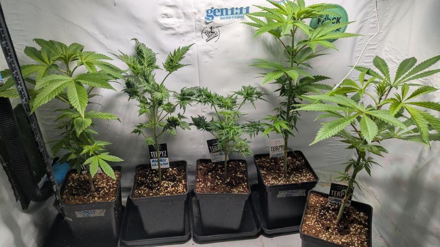 Menza de Croco Fem - TerpyZ. Week 7