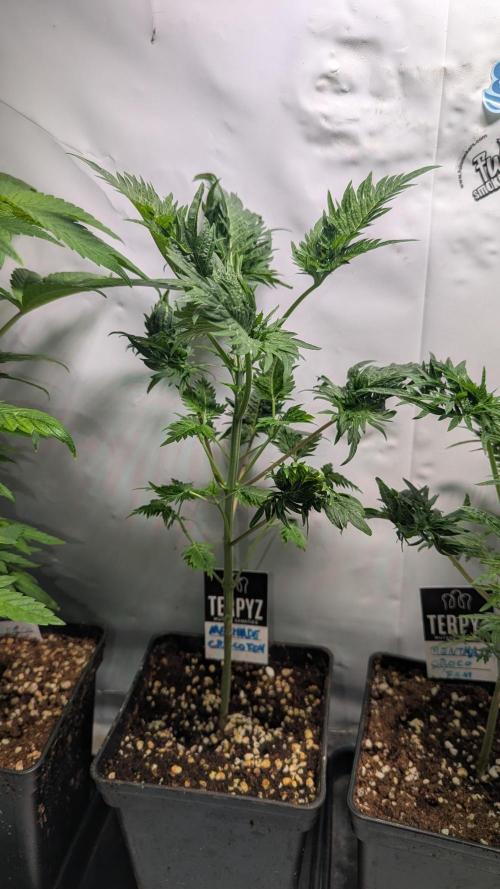 Menza de Croco Fem - TerpyZ. Week 7