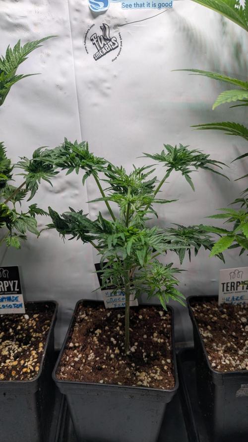 Menza de Croco Fem - TerpyZ. Week 7