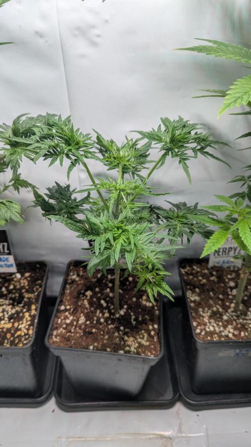 Menza de Croco Fem - TerpyZ. Week 7