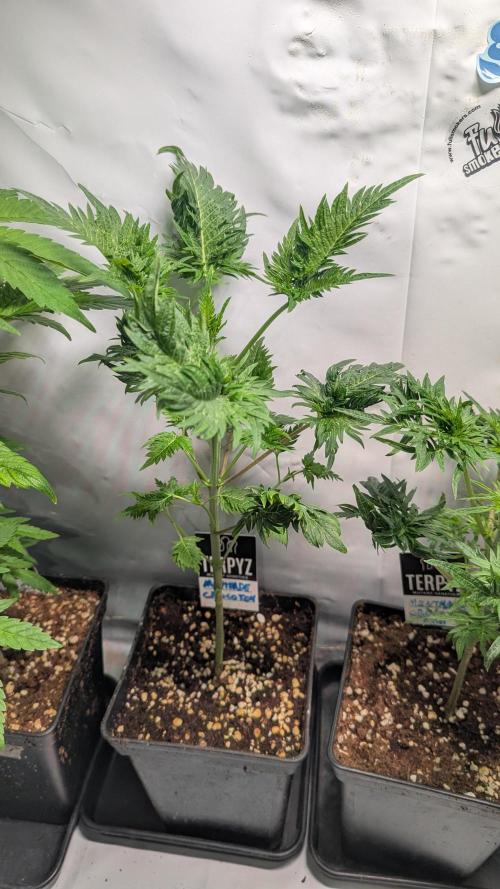 Menza de Croco Fem - TerpyZ. Week 7