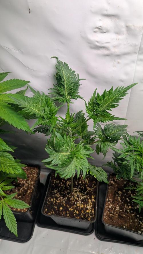 Menza de Croco Fem - TerpyZ. Week 7