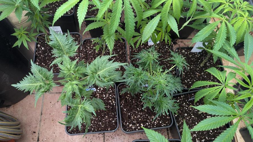 Menza de Croco Fem - TerpyZ. Week 8