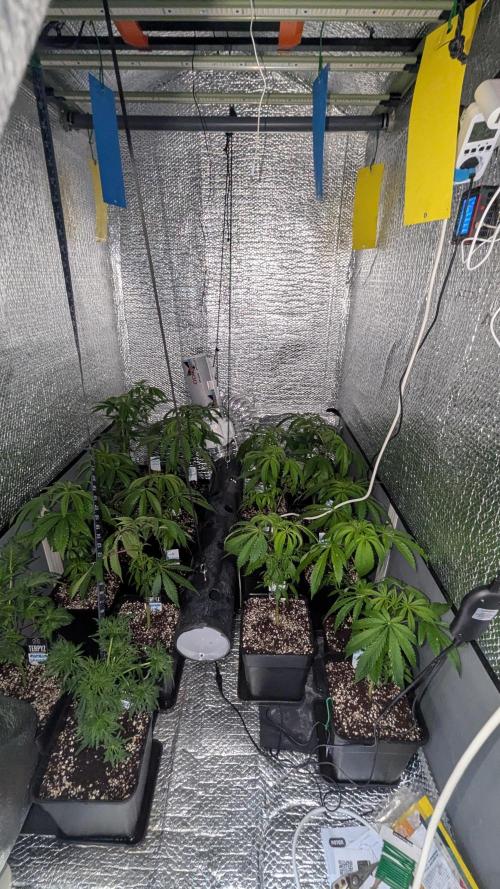 Menza de Croco Fem - TerpyZ. Week 8