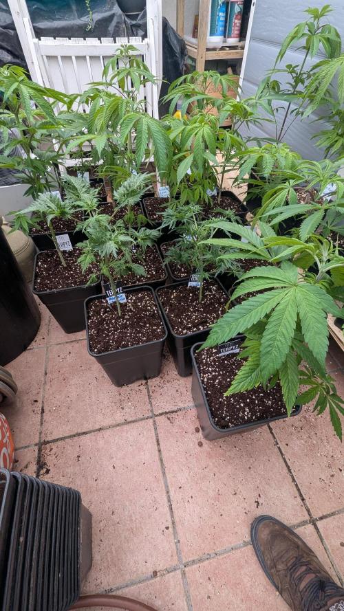 Menza de Croco Fem - TerpyZ. Week 8