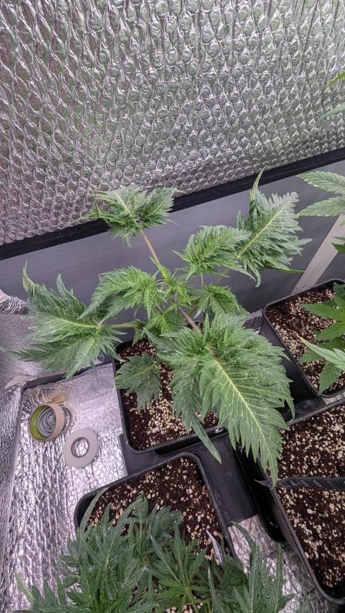 Menza de Croco Fem - TerpyZ. Week 8