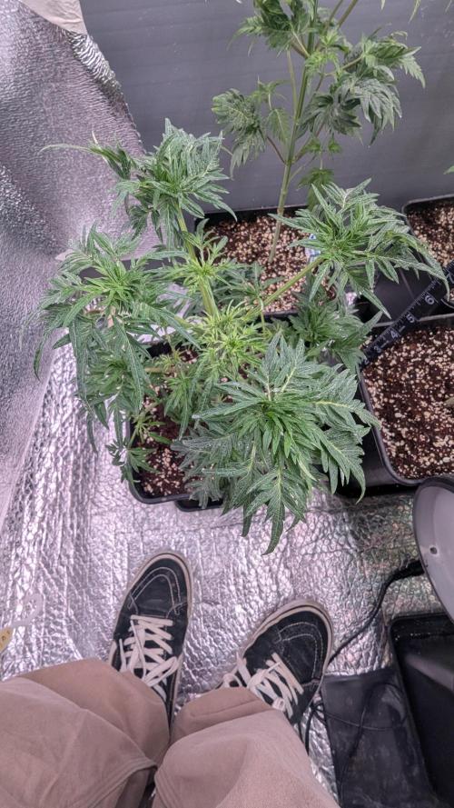 Menza de Croco Fem - TerpyZ. Week 8