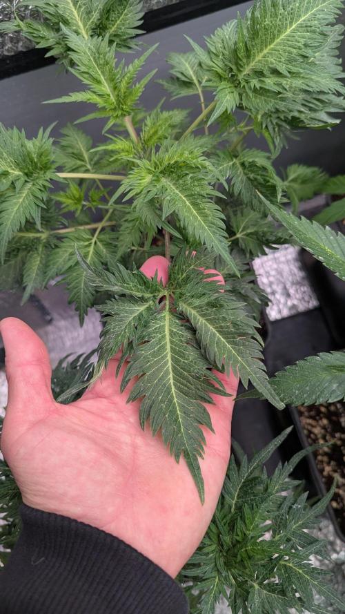 Menza de Croco Fem - TerpyZ. Week 9 - WoW