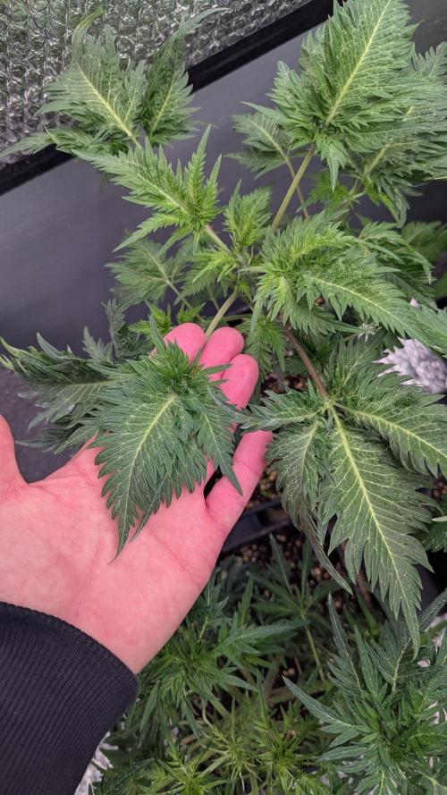 Menza de Croco Fem - TerpyZ. Week 9