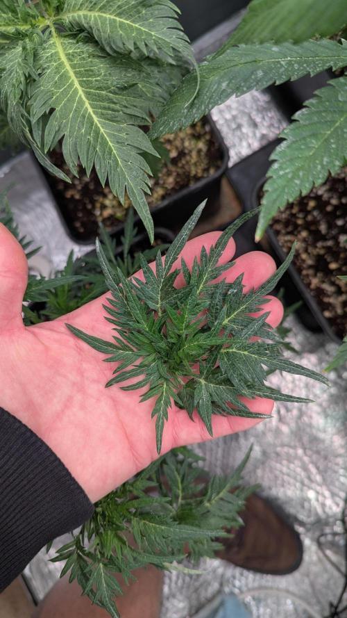 Menza de Croco Fem - TerpyZ. Week 9