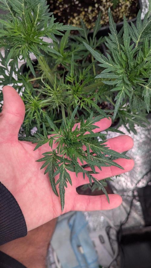 Menza de Croco Fem - TerpyZ. Week 9