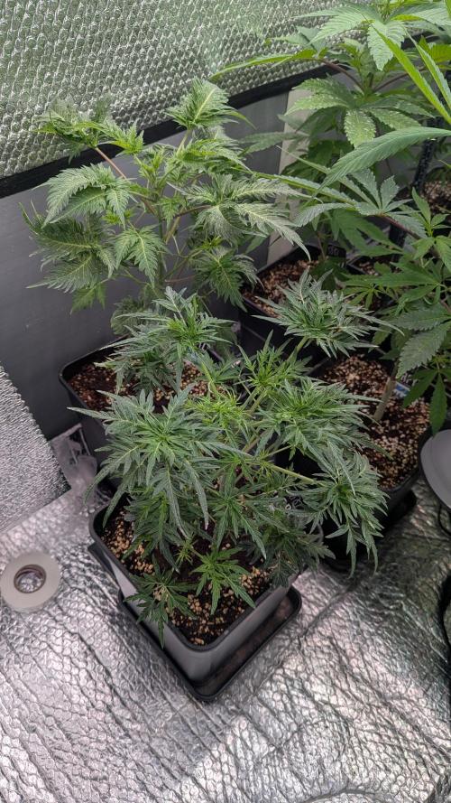 Menza de Croco Fem - TerpyZ. Week 9