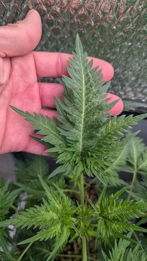 Menza de Croco Fem - TerpyZ. Week 10