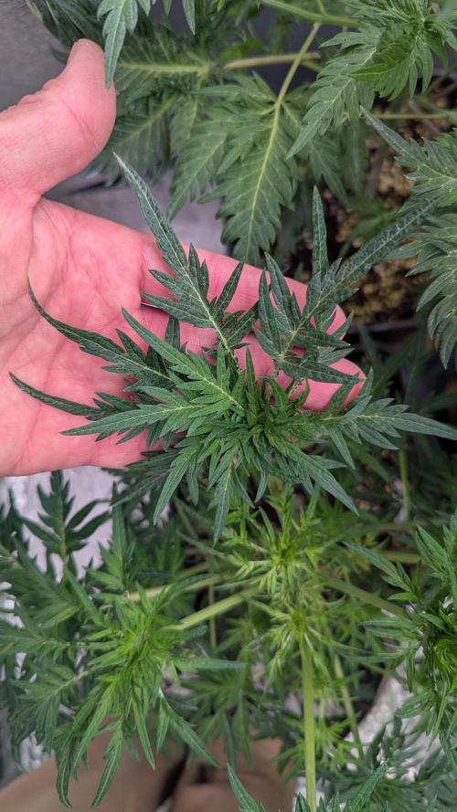 Menza de Croco Fem - TerpyZ. Week 10