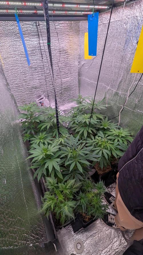 Menza de Croco Fem - TerpyZ. Week 10