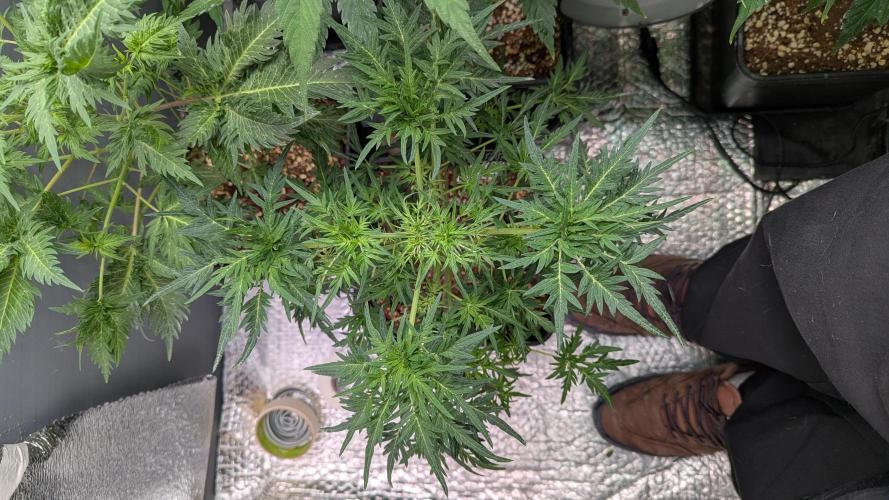 Menza de Croco Fem - TerpyZ. Week 10