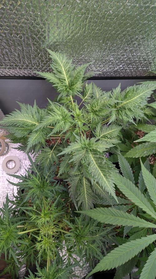 Mentha de Croco Fem - TerpyZ. Week 11