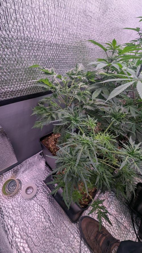 Mentha de Croco Fem - TerpyZ. Week 11