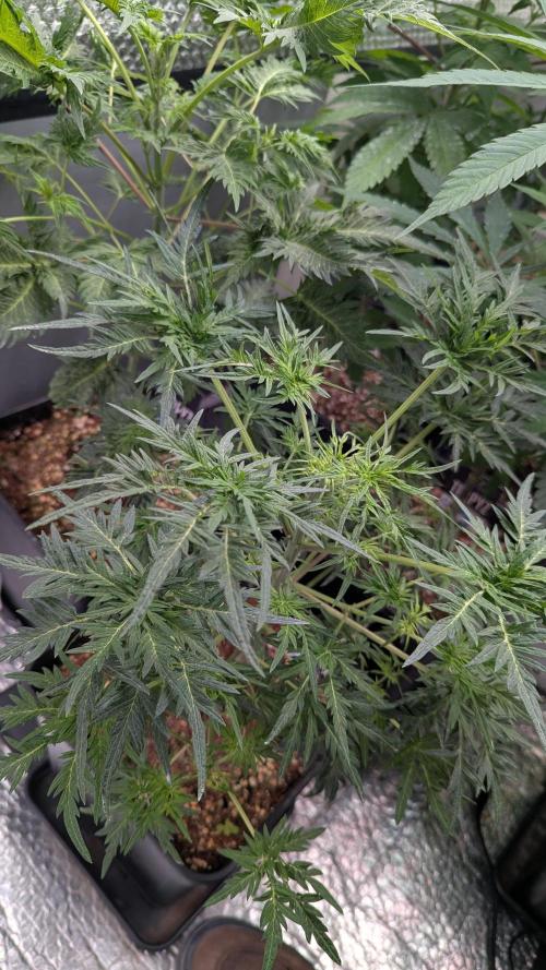Mentha de Croco Fem - TerpyZ. Week 11