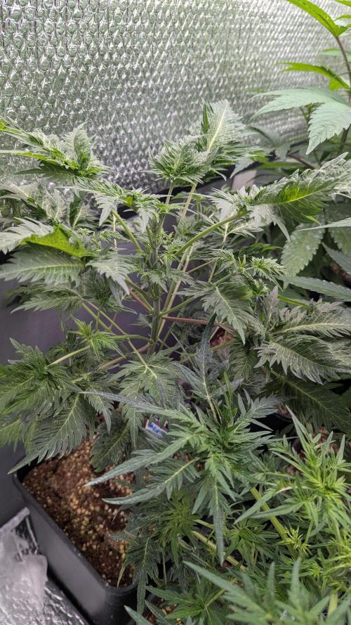 Mentha de Croco Fem - TerpyZ. Week 11