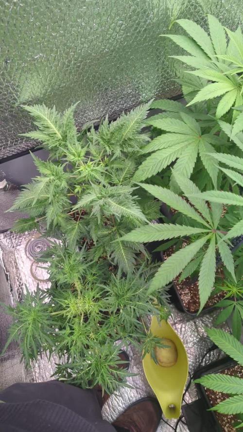 Mentha de Croco Fem - TerpyZ