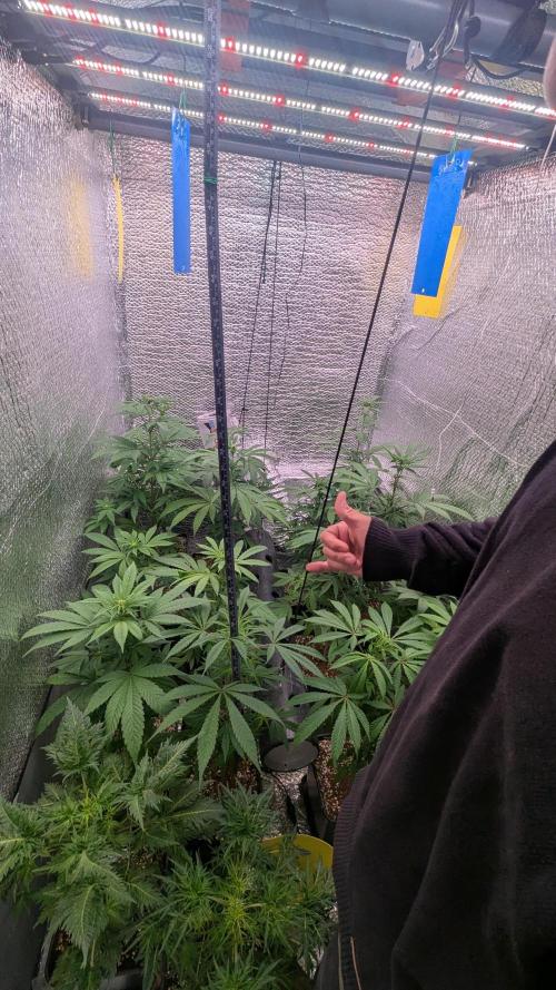 Mentha de Croco Fem - TerpyZ. Week 11