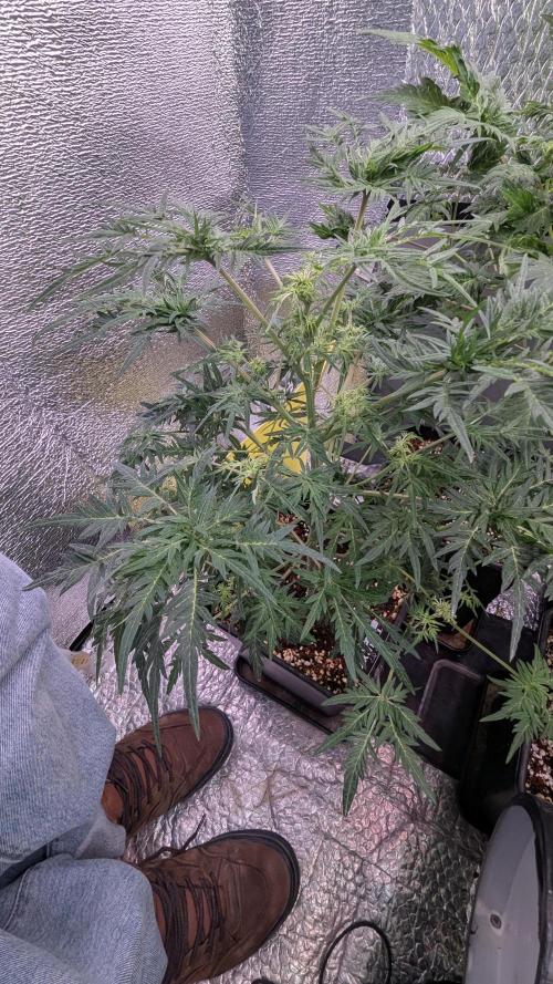Mentha de Croco Fem - TerpyZ. Week 12