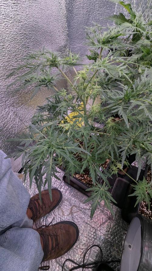 Mentha de Croco Fem - TerpyZ. Week 12