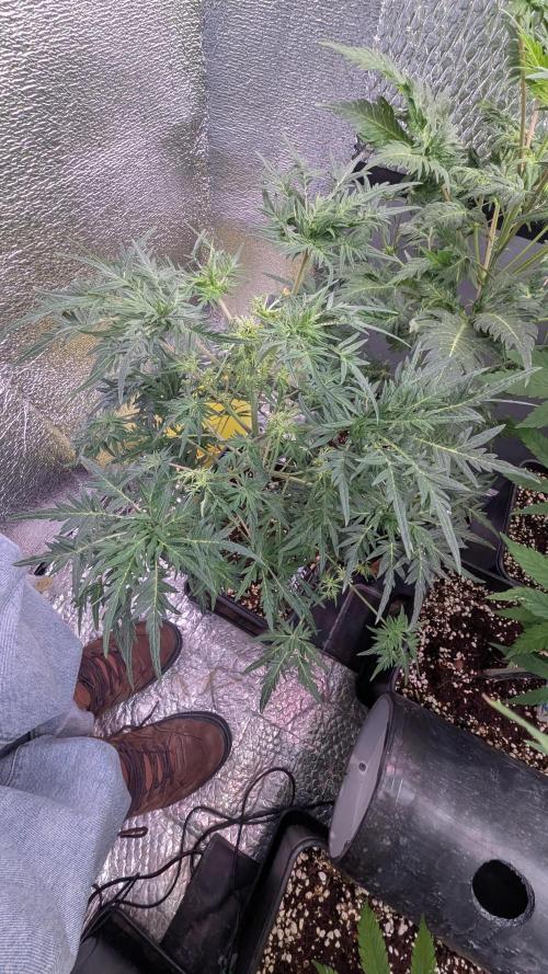 Mentha de Croco Fem - TerpyZ. Week 12